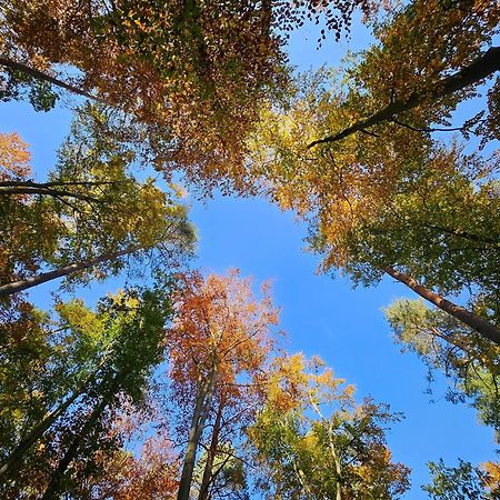 Fewo Am Wald Boek Exteriör bild
