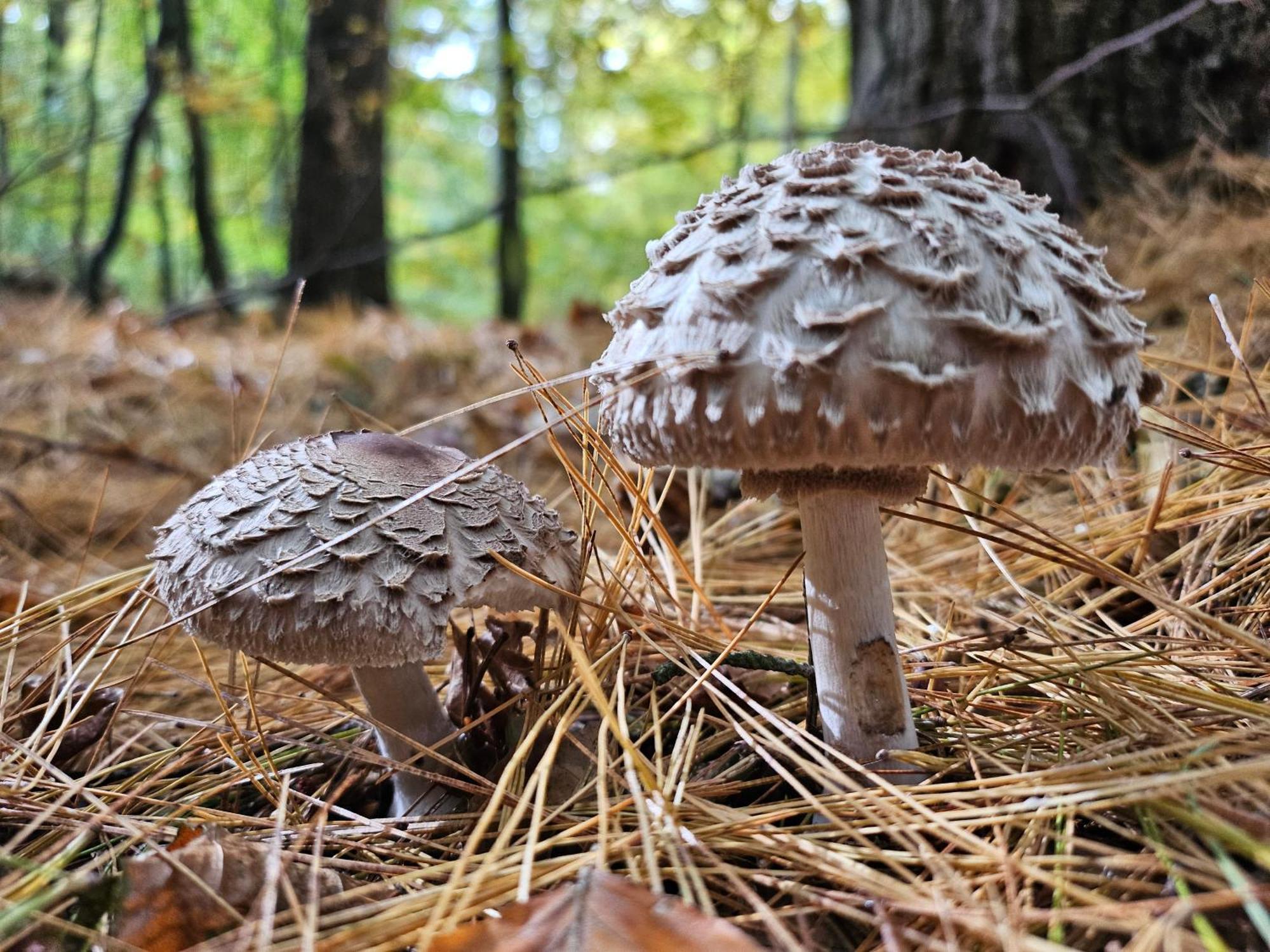 Fewo Am Wald Boek Exteriör bild