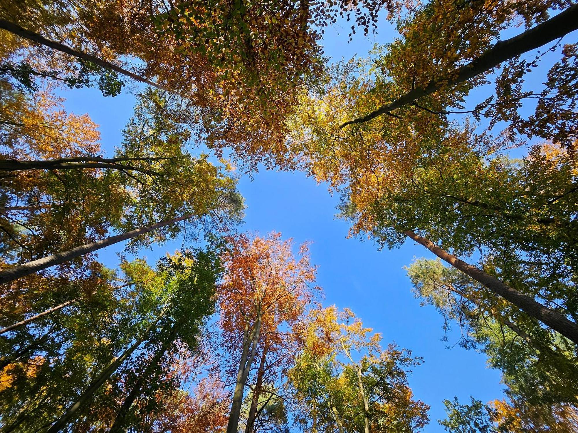 Fewo Am Wald Boek Exteriör bild